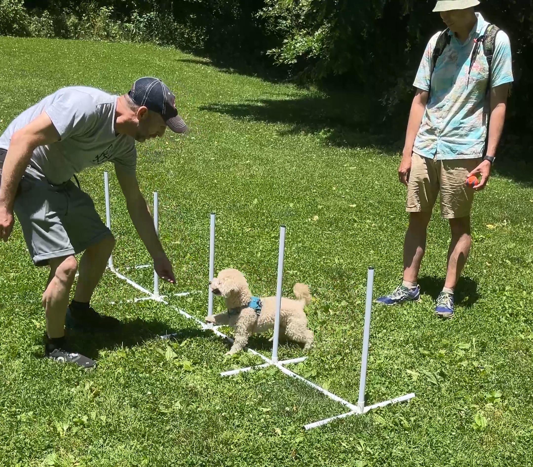 Weave pole foundations—handler guiding a dog to thread cleanly in NYC agility class.