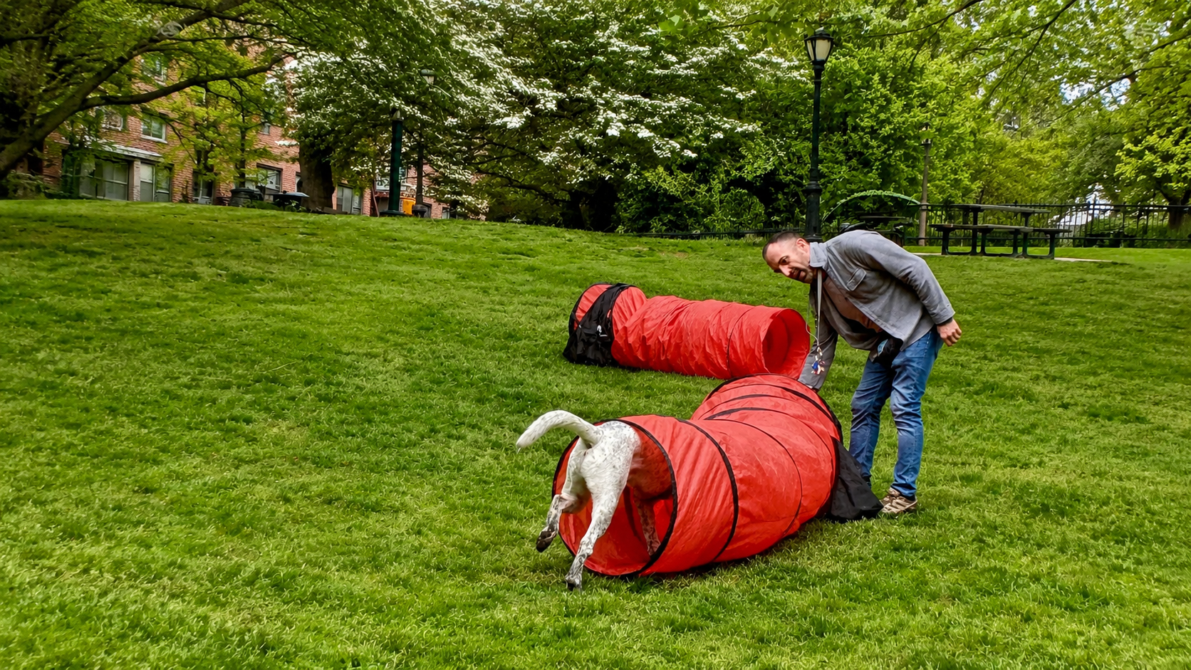 Focused dog mid-training session in NYC — building confidence and engagement at PJH Dog Training