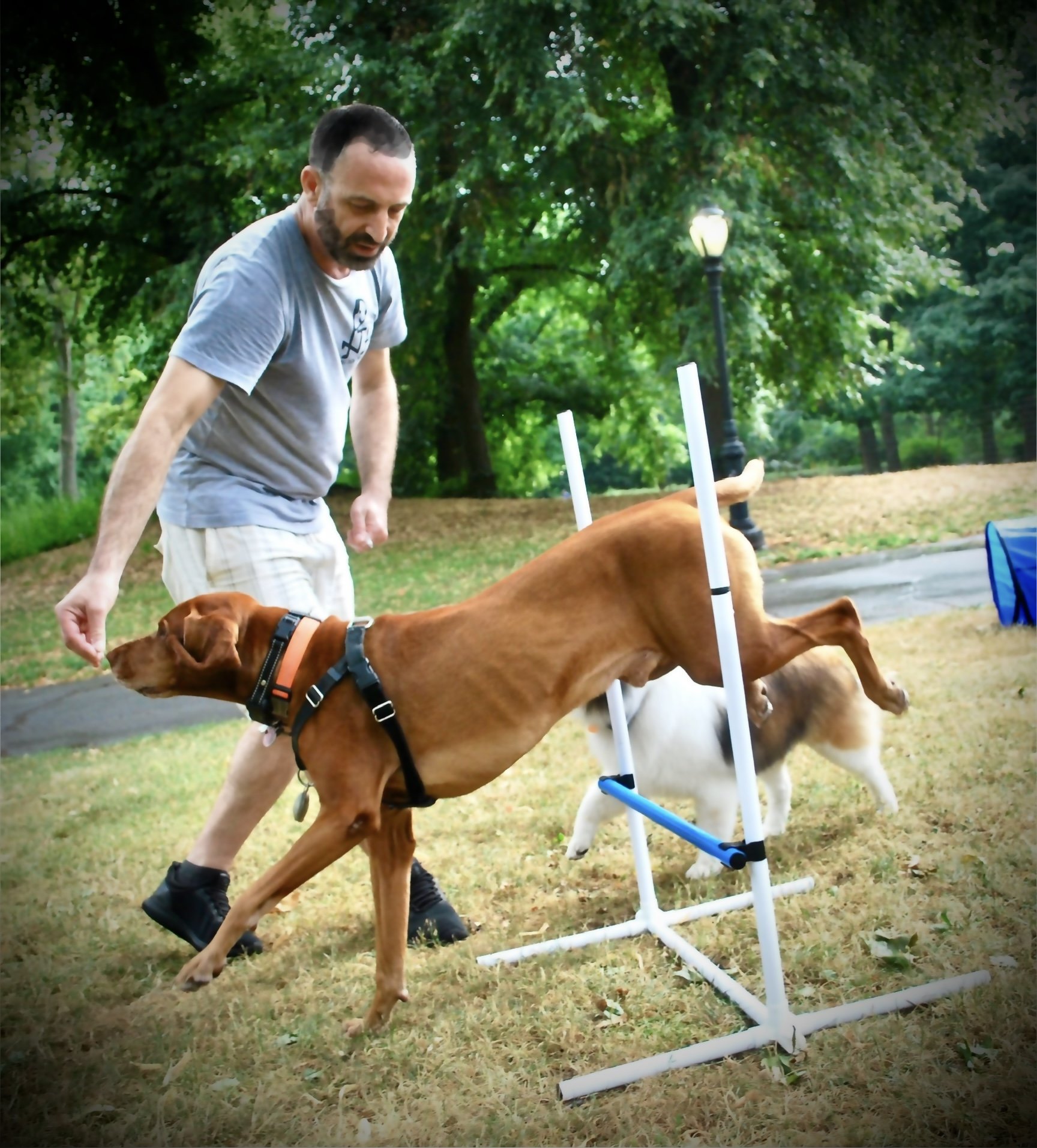 Reactive dog training hero image