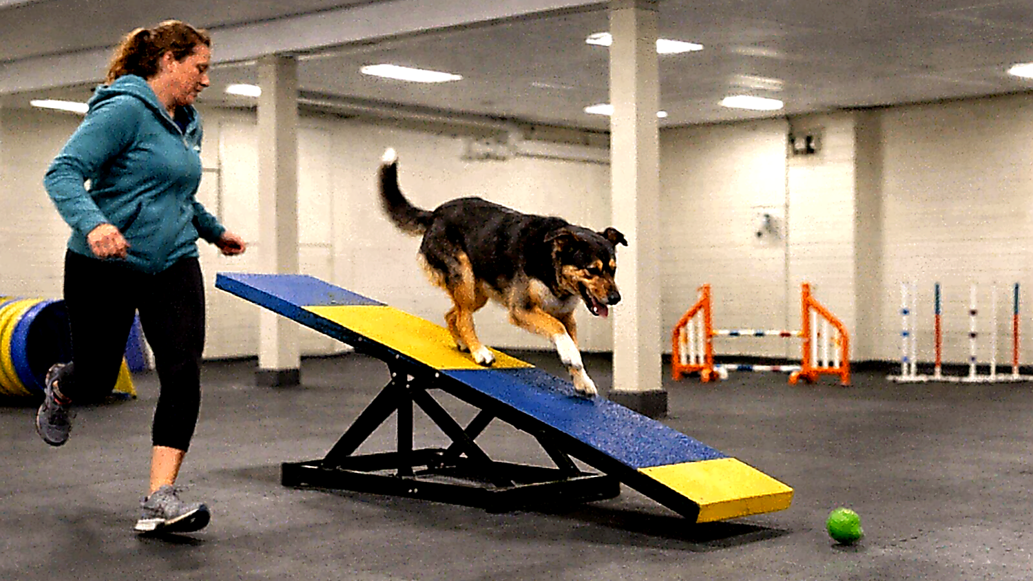 Dog crossing a regulation teeter at PJH Dog Training's indoor agility facility on the Upper West Side
