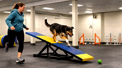 Indoor dog agility training Upper West Side NYC