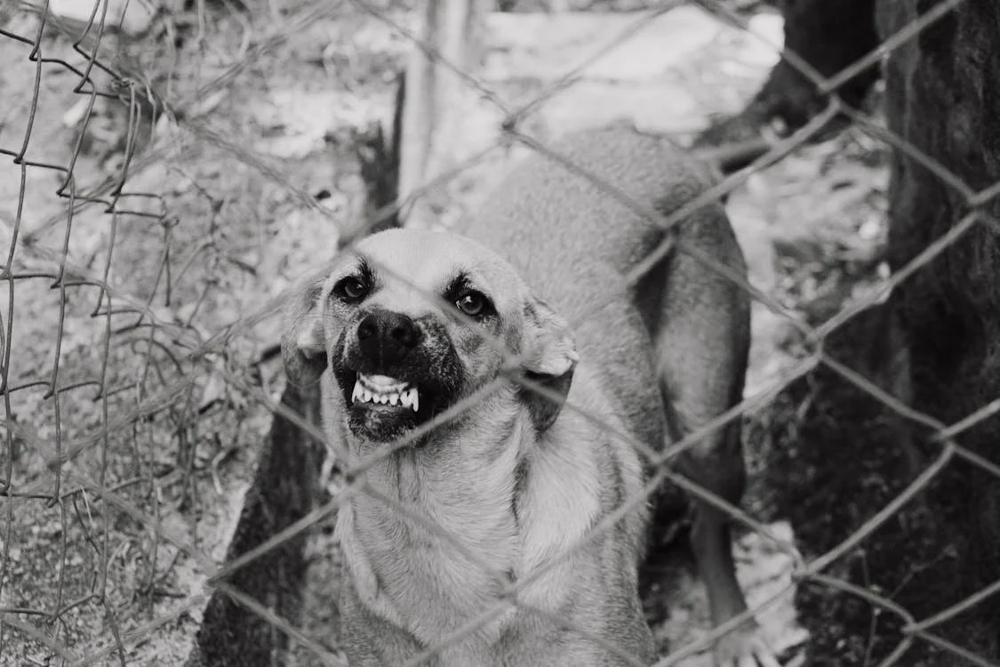 Reactive dog behind a barrier — the starting point for many NYC dog owners