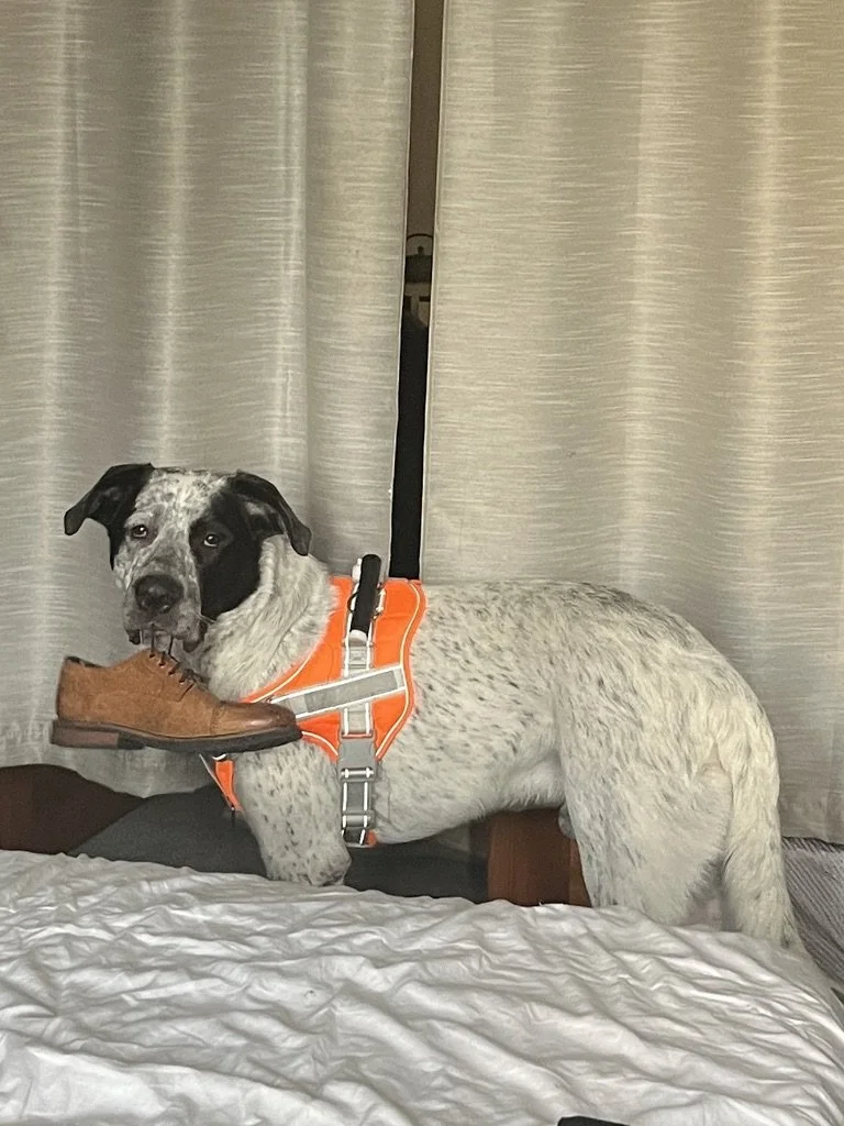 PJH Dog Training in-home session — trainer working with dog in NYC neighborhood