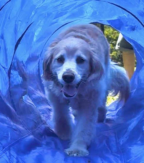 A golden retriever coming through a blue agility tunnel during PJH Dog Training in NYC