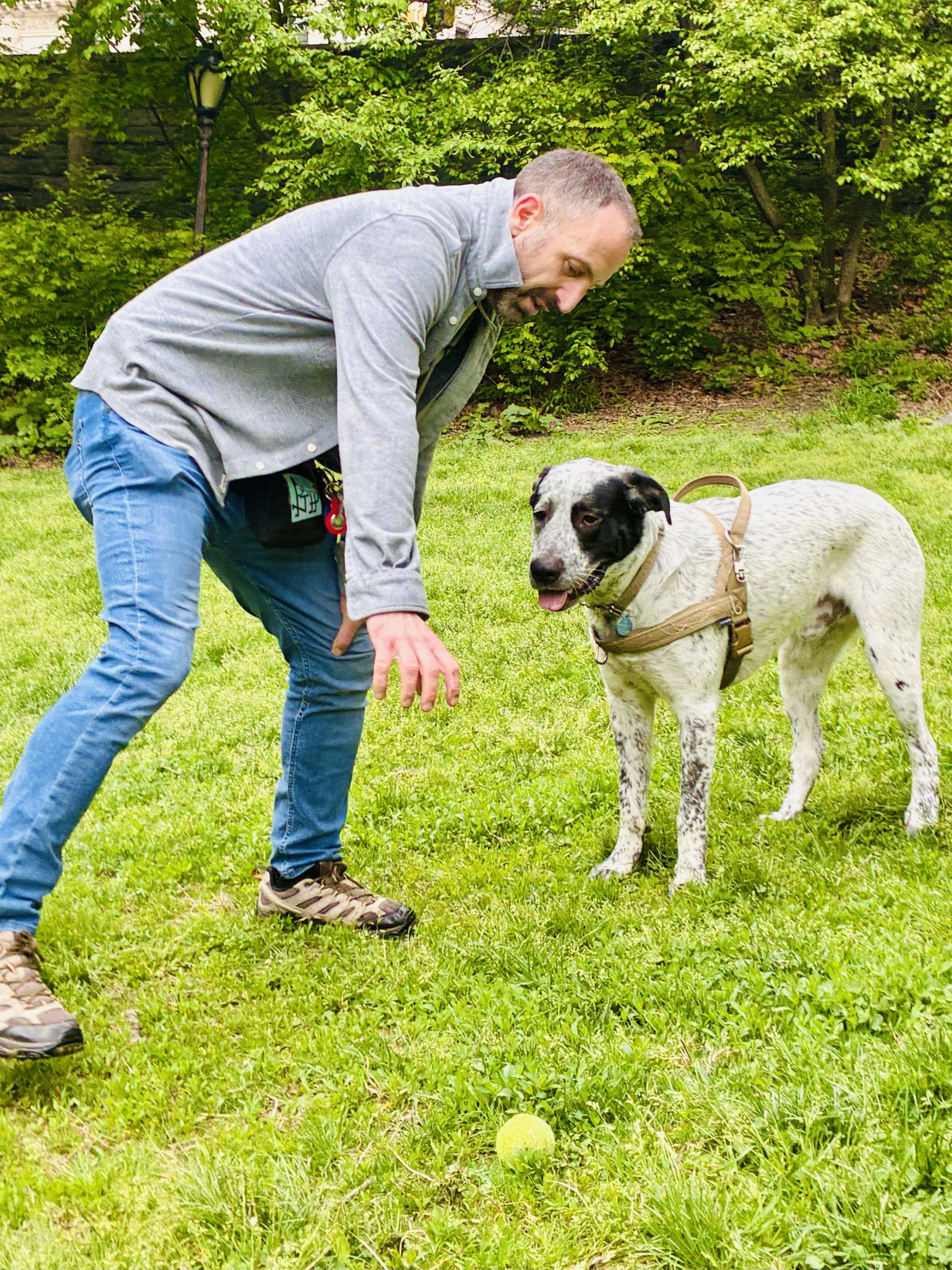 Trainer and dog in a focused training moment outdoors in NYC