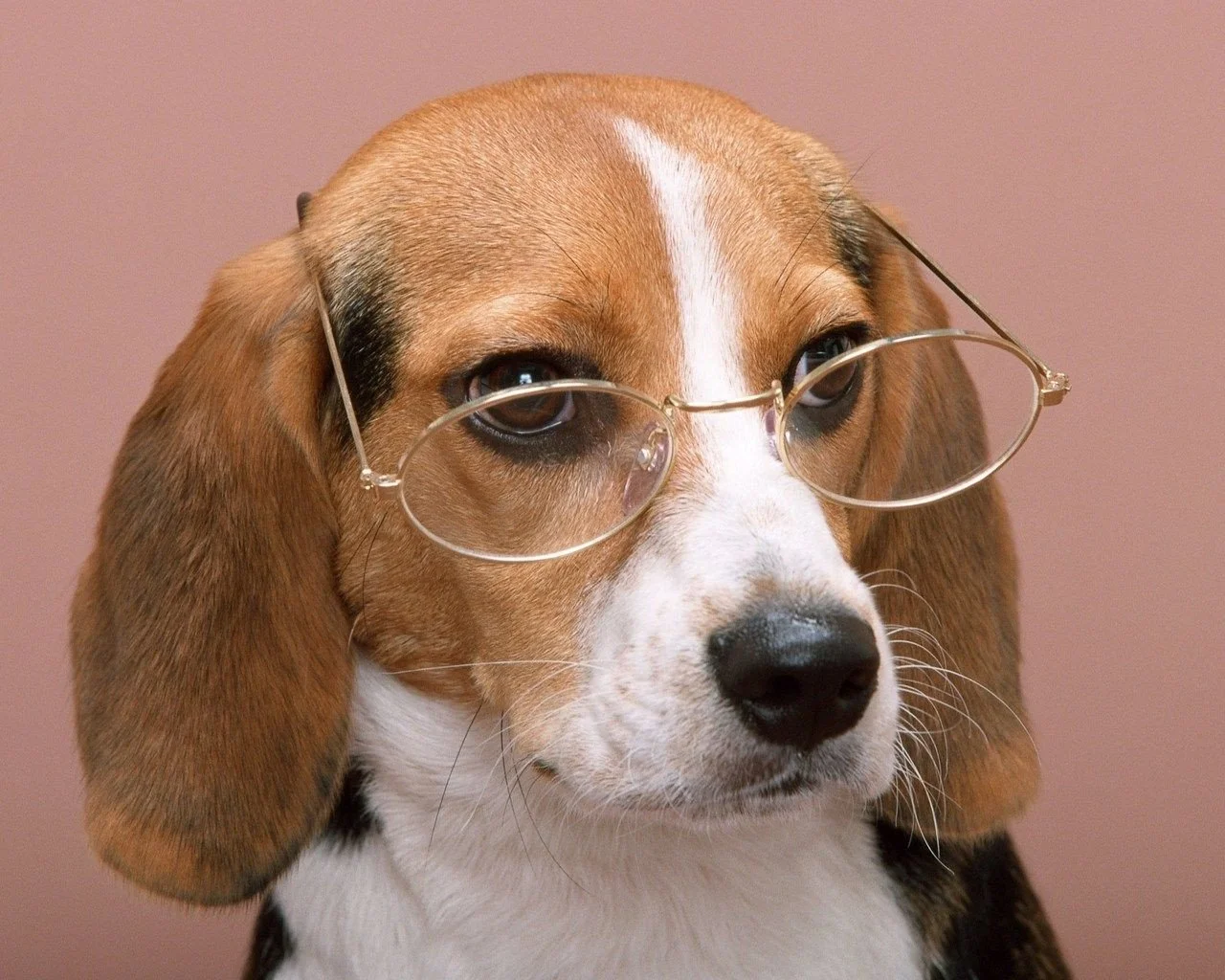 Dog wearing glasses looking intelligent at PJH Dog Training