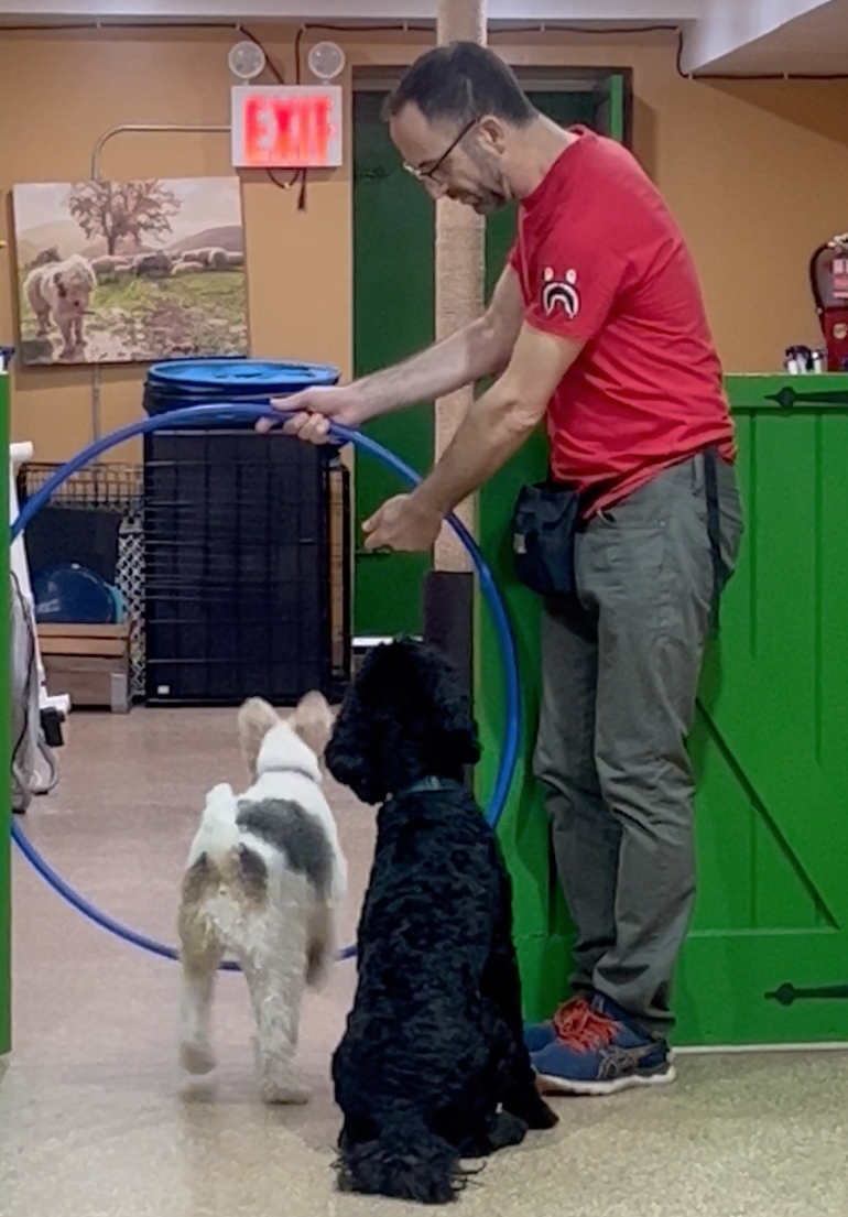 Reward-based dog training Upper West Side