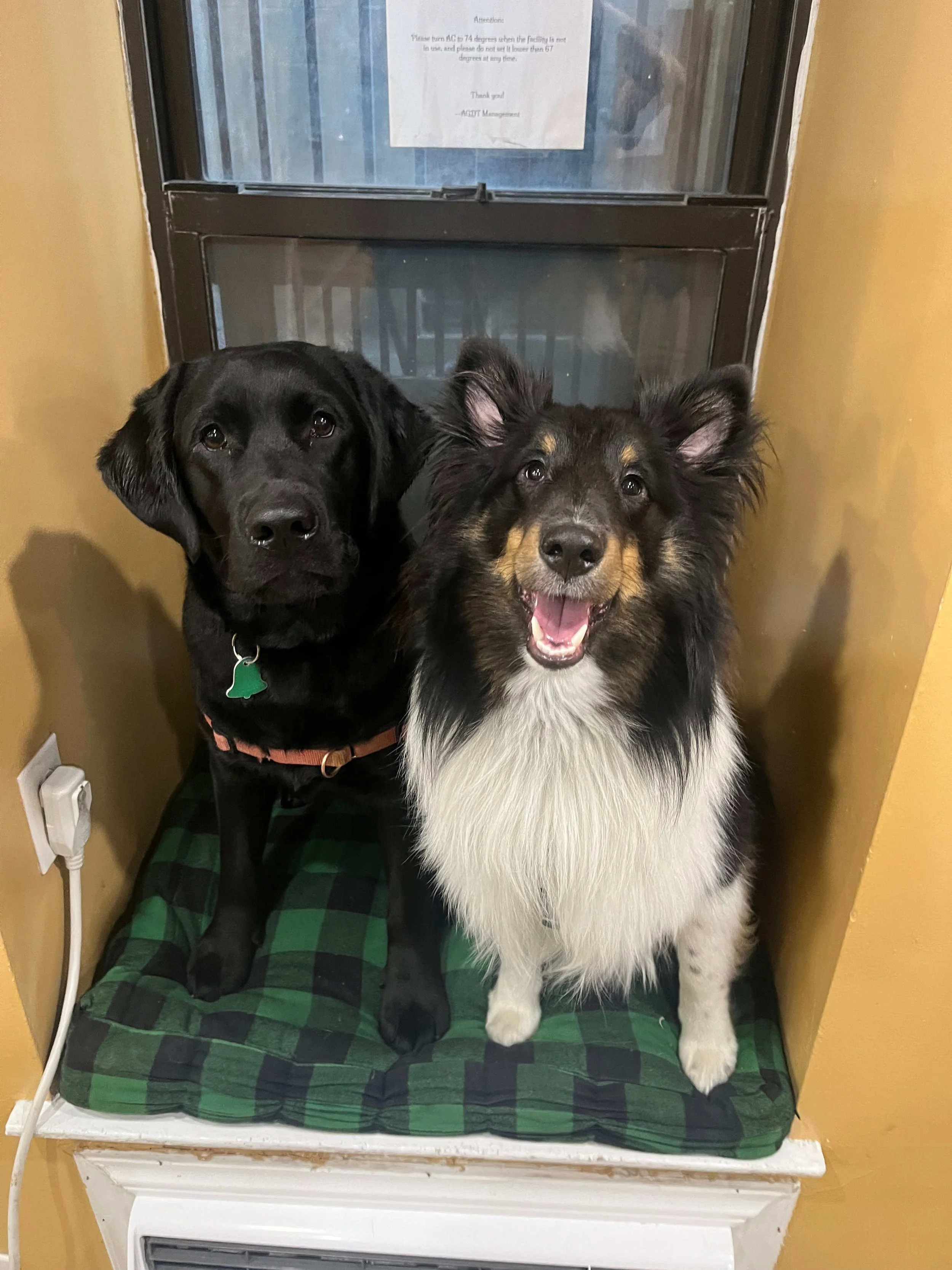 Two dogs sitting on a green and black checkered cushion by a window; one is a black Labrador, the other is a fluffy Shetland Sheepdog. At PJH Dog Training's day schools we help to socialize your dog.