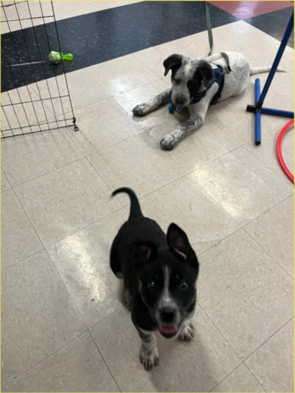 Trainer-led puppy play group during Upper West Side puppy socials