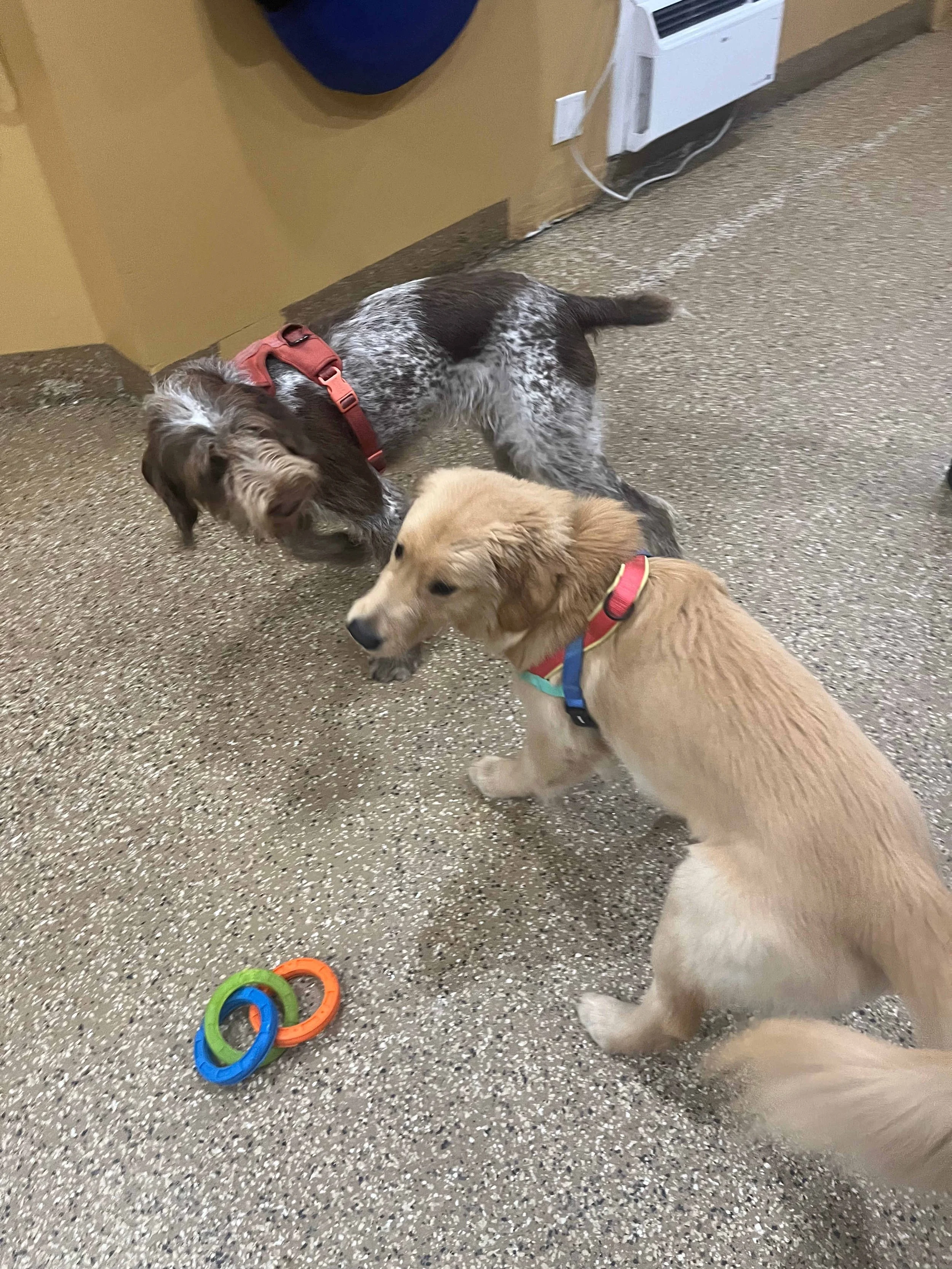 Two dogs interacting inside a room with colorful toy rings on the floor during an adolescent day school session at PJH Dog Training.
