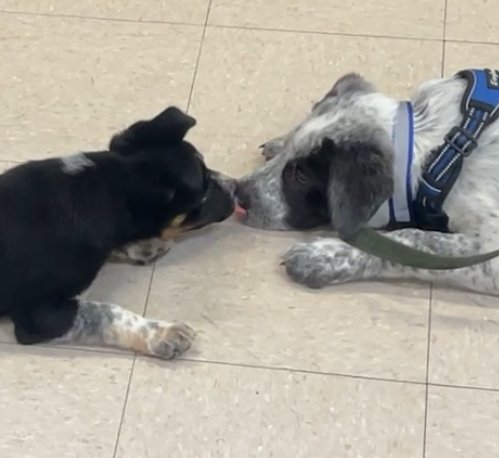 Two puppies greeting calmly during a structured puppy socialization class in NYC