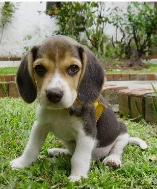 Puppy practicing calm sitting during early obedience training in an Upper West Side group class