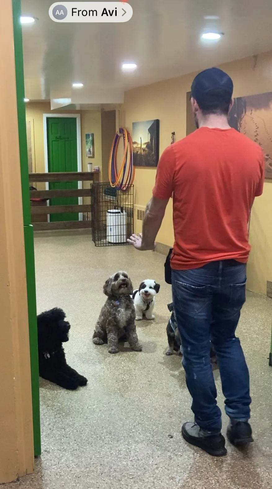 Dogs participating in structured puppy and adolescent day school training at PJH Dog Training in NYC
