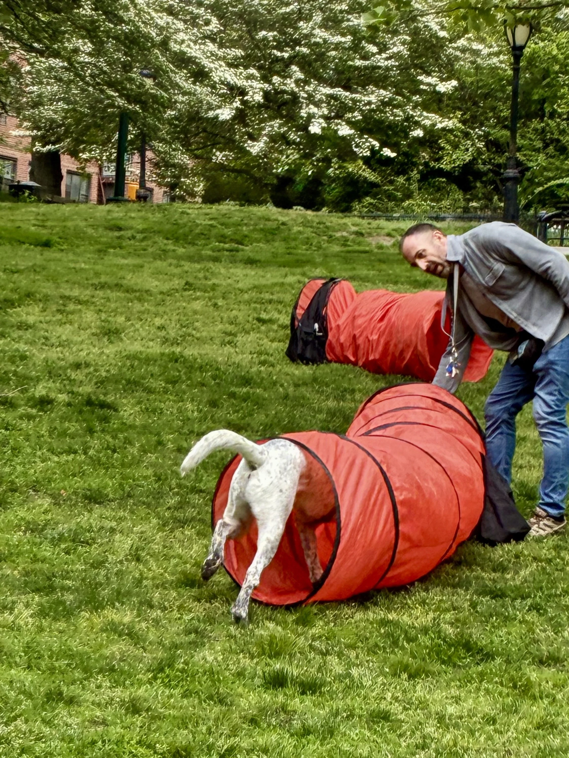 Dog exiting an agility tunnel during outdoor training in NYC