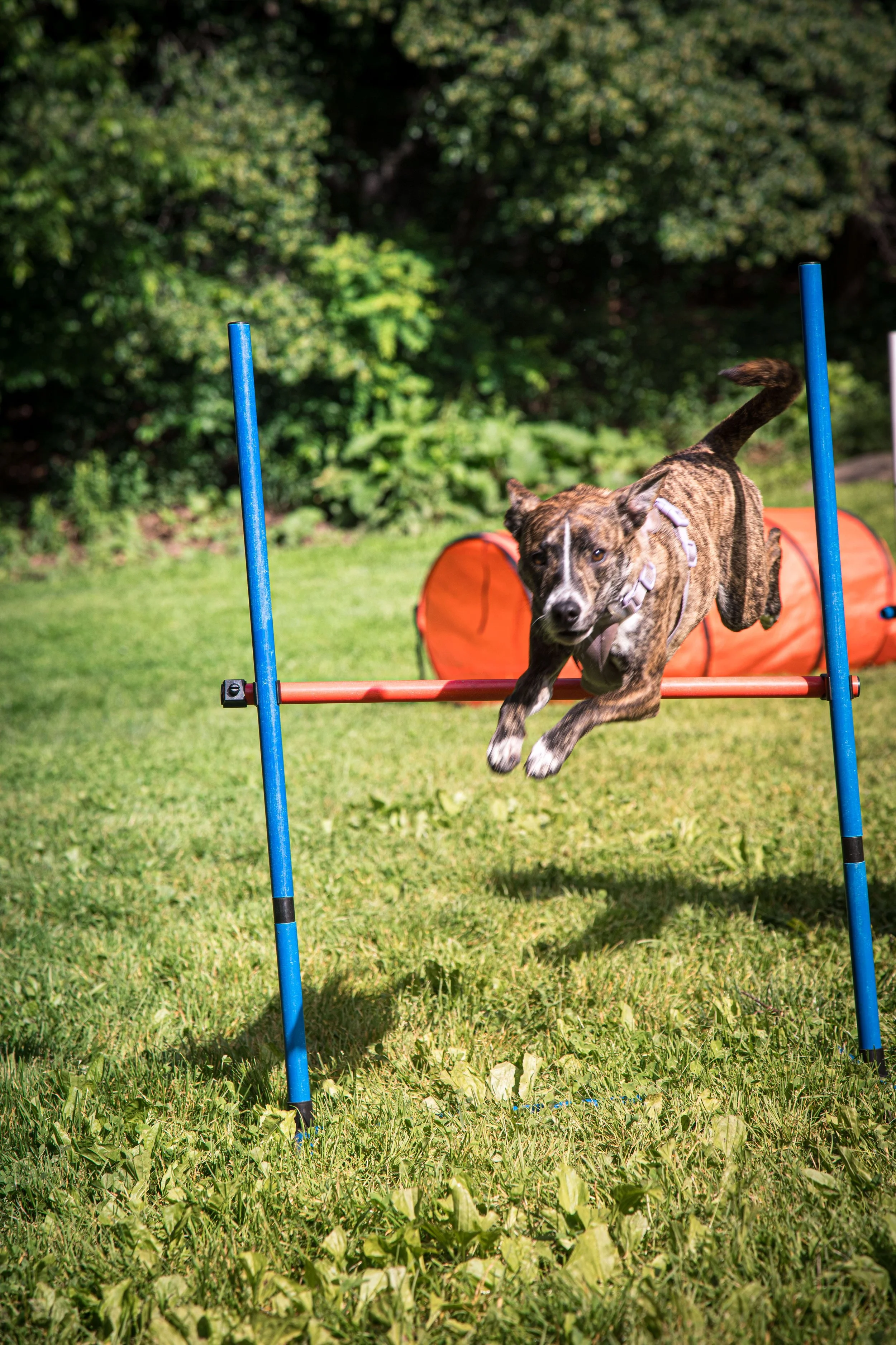 PJH Dog Training session in NYC