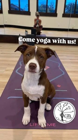 Go With The Flow: Find Your Rhythm in Warm Vinyasa