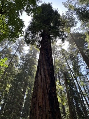 Every Life Leaves a Canopy Behind