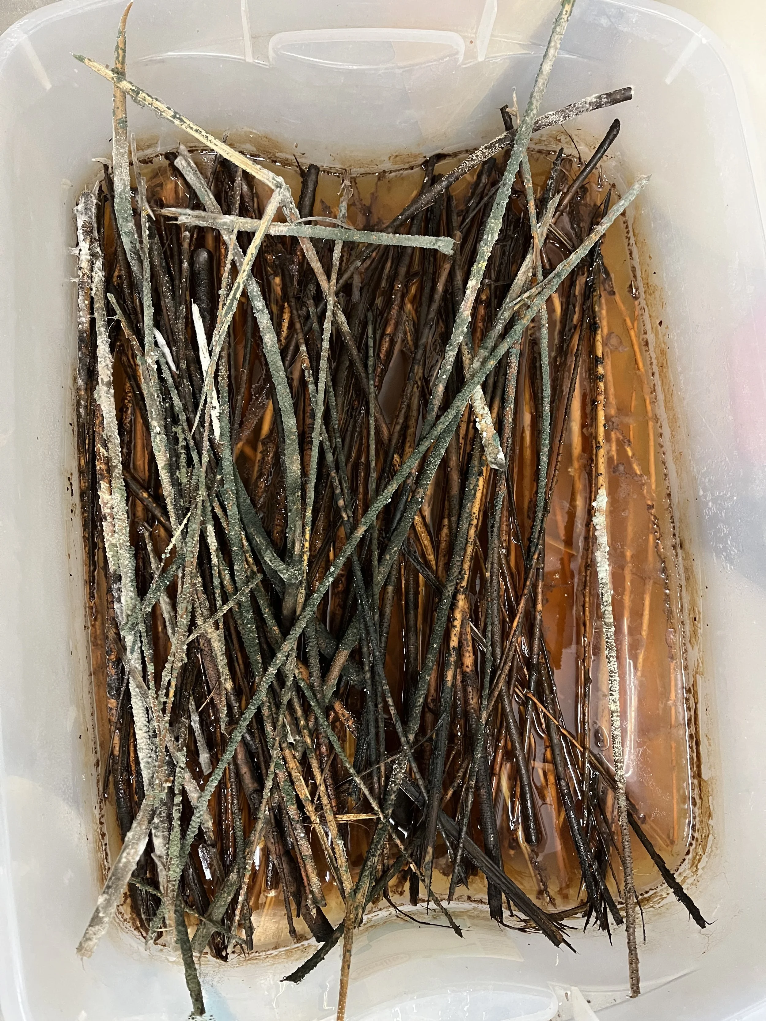 Untitled, 5x15x15'  Twigs, water, 2023