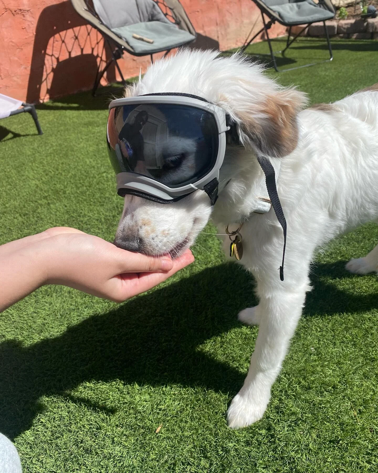 Learning to wear @rexspecsk9

#dog #doglover #greatpyrenees #bordercollie #motorcycle #bike #bikelife #copilotcasey #dogonbike #travel #dogtraining #dogtravel #rexspecs #rexspecsk9