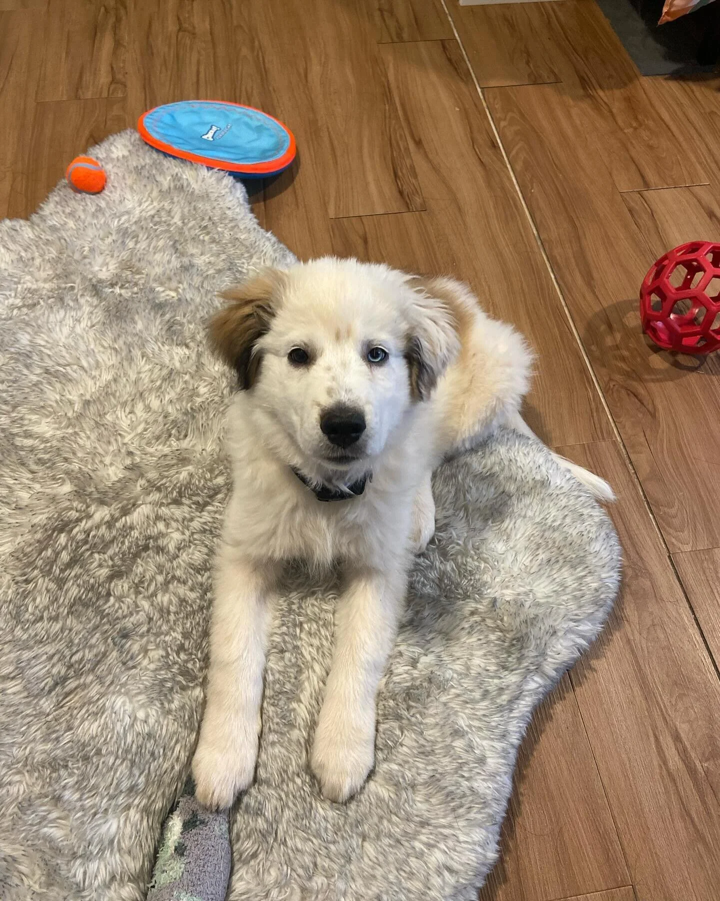 Welcome to Copilot Casey. We are just beginning our journey and would love for you to follow us as we learn to ride together on our motorcycle :)

#dog #doglover #greatpyrenees #bordercollie #motorcycle #bike #bikelife #copilotcasey #dogonbike #trave