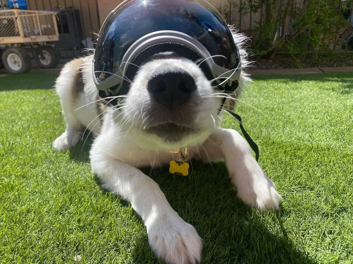 More time with @rexspecsk9 ☀️

#dog #doglover #greatpyrenees #bordercollie #motorcycle #bike #bikelife #copilotcasey #dogonbike #travel #dogtraining #dogtravel #bmw #bmwtour #bmwmotorrad #bmw750gs
#makelifearide #rexspecsk9 #rexspecs #rei #hiking #lo