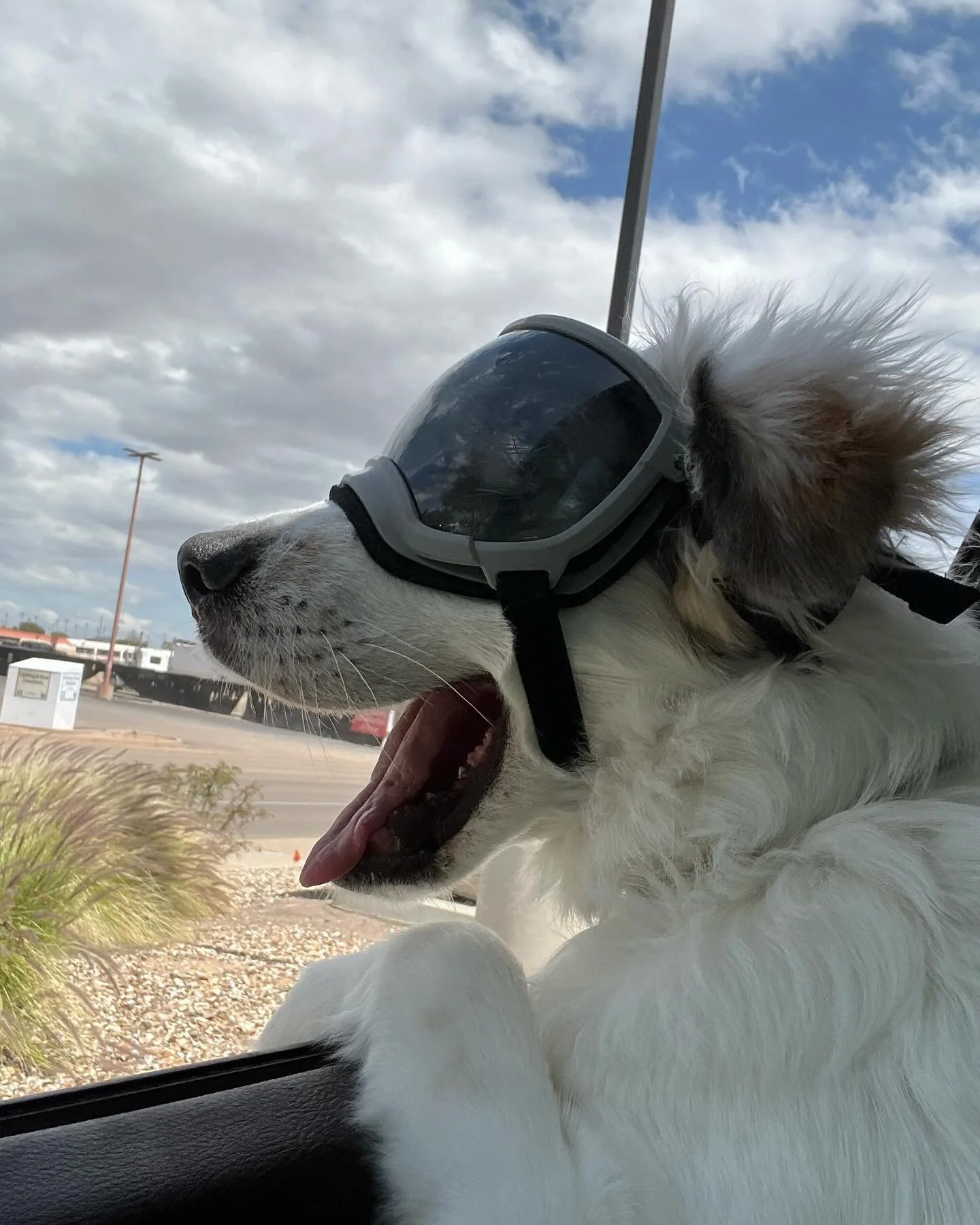 Crusin&rsquo; 🛻

#dog #doglover #greatpyrenees #bordercollie #motorcycle #bike #bikelife #copilotcasey #dogonbike #travel #dogtraining #dogtravel #bmw #bmwtour #bmwmotorrad #bmw750gs
#makelifearide #respecsk9 #rexspecs #rei #hiking #love