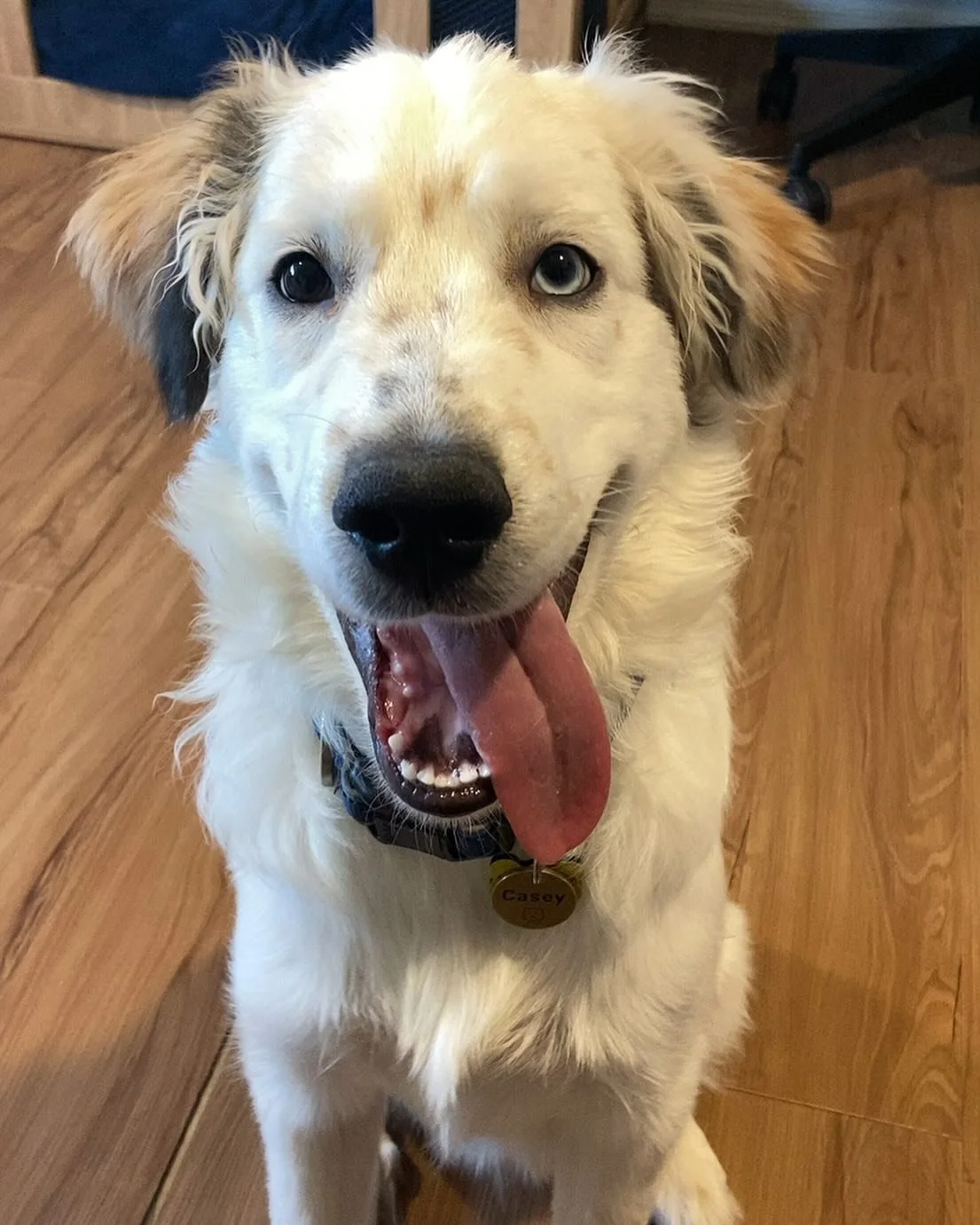 😛

#dog #doglover #greatpyrenees #bordercollie #motorcycle #bike #bikelife #copilotcasey #dogonbike #travel #dogtraining #dogtravel #bmw #bmwtour #bmwmotorrad #bmw750gs
#makelifearide #respecsk9 #rexspecs #rei #hiking #love