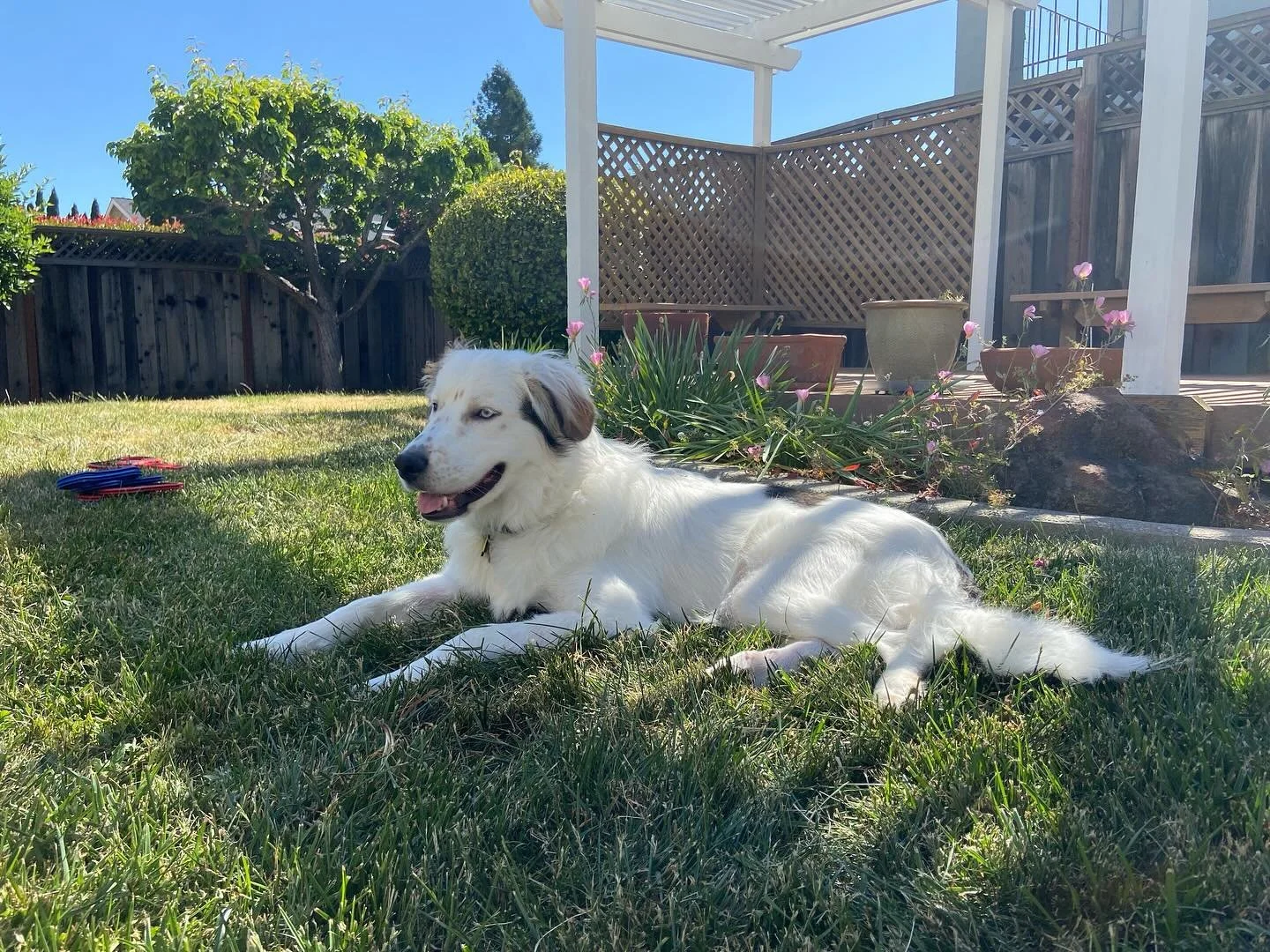 Happy day ☀️ 

#dog #doglover #greatpyrenees #bordercollie #motorcycle #bike #bikelife #copilotcasey #travel #dogtraining #dogtravel #love