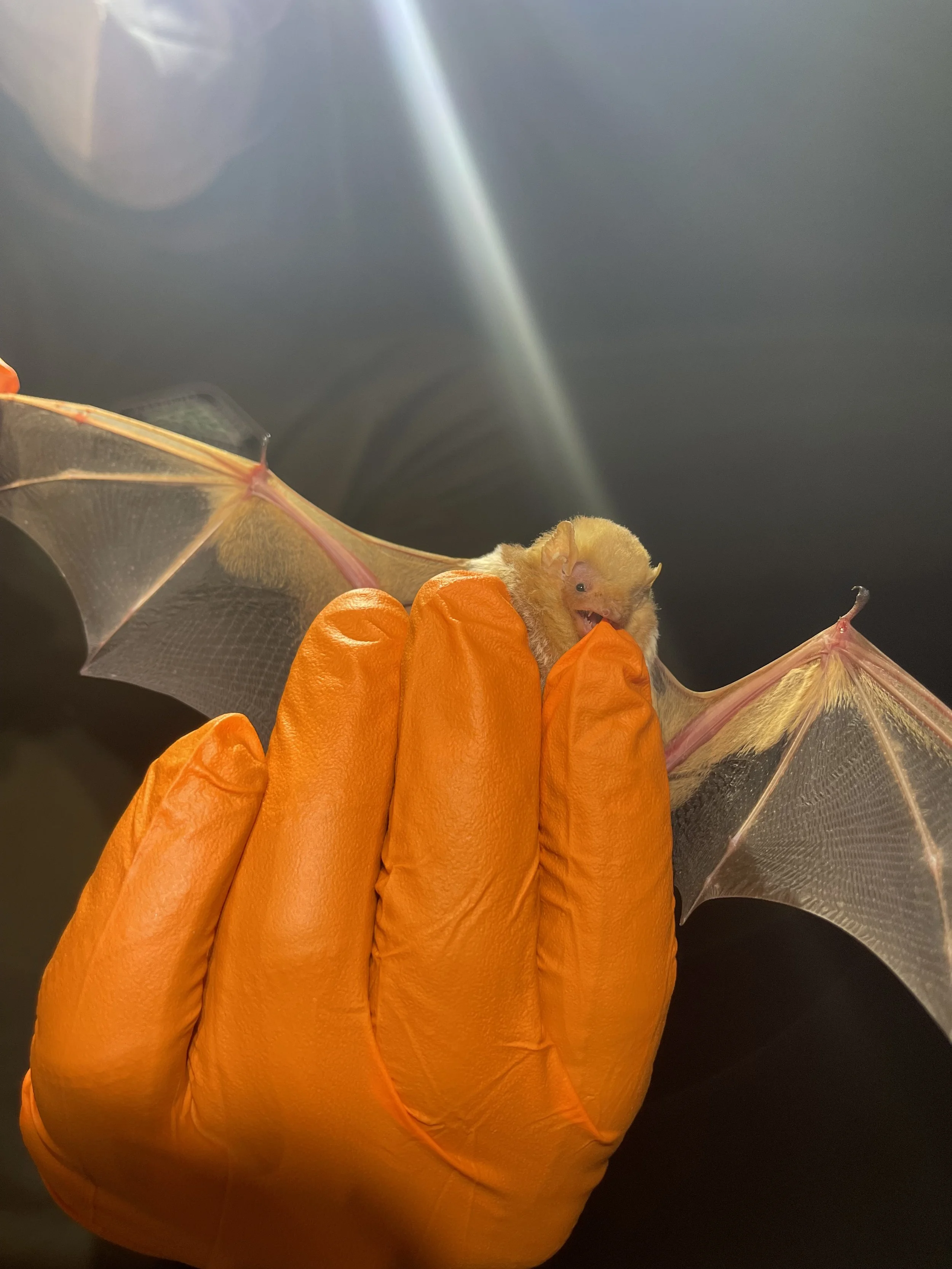 The birds and the bats