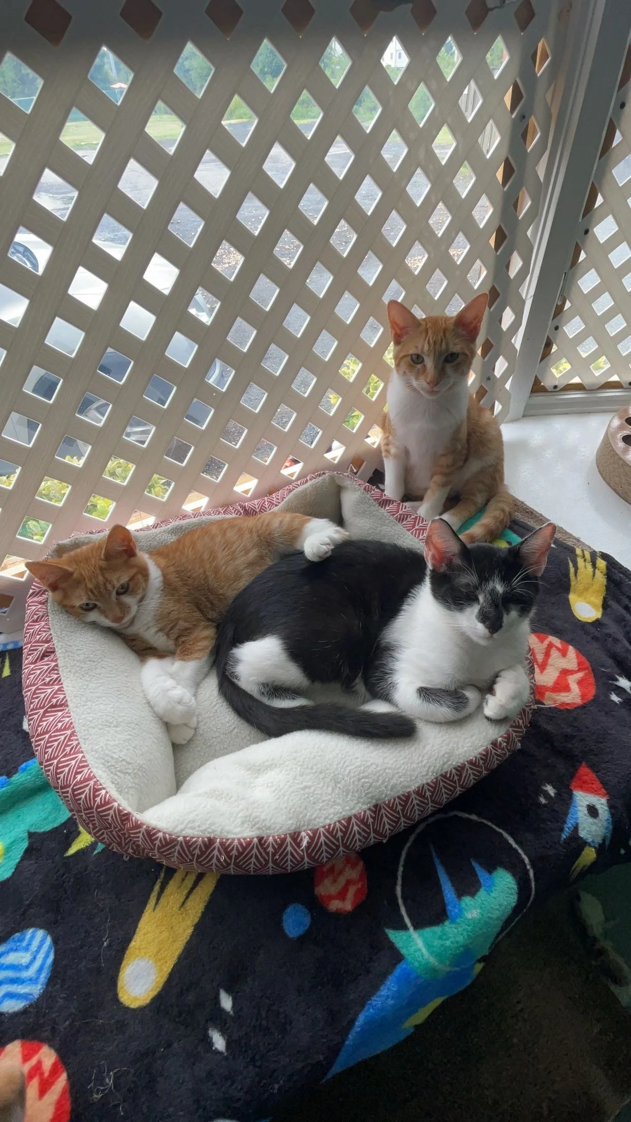 Here’s Some Cat Content… Because You Deserve It