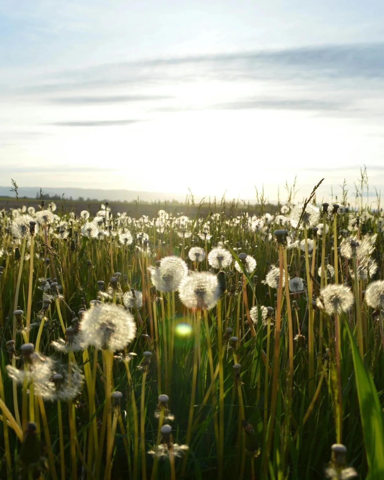 Weed Control and Fertilizer