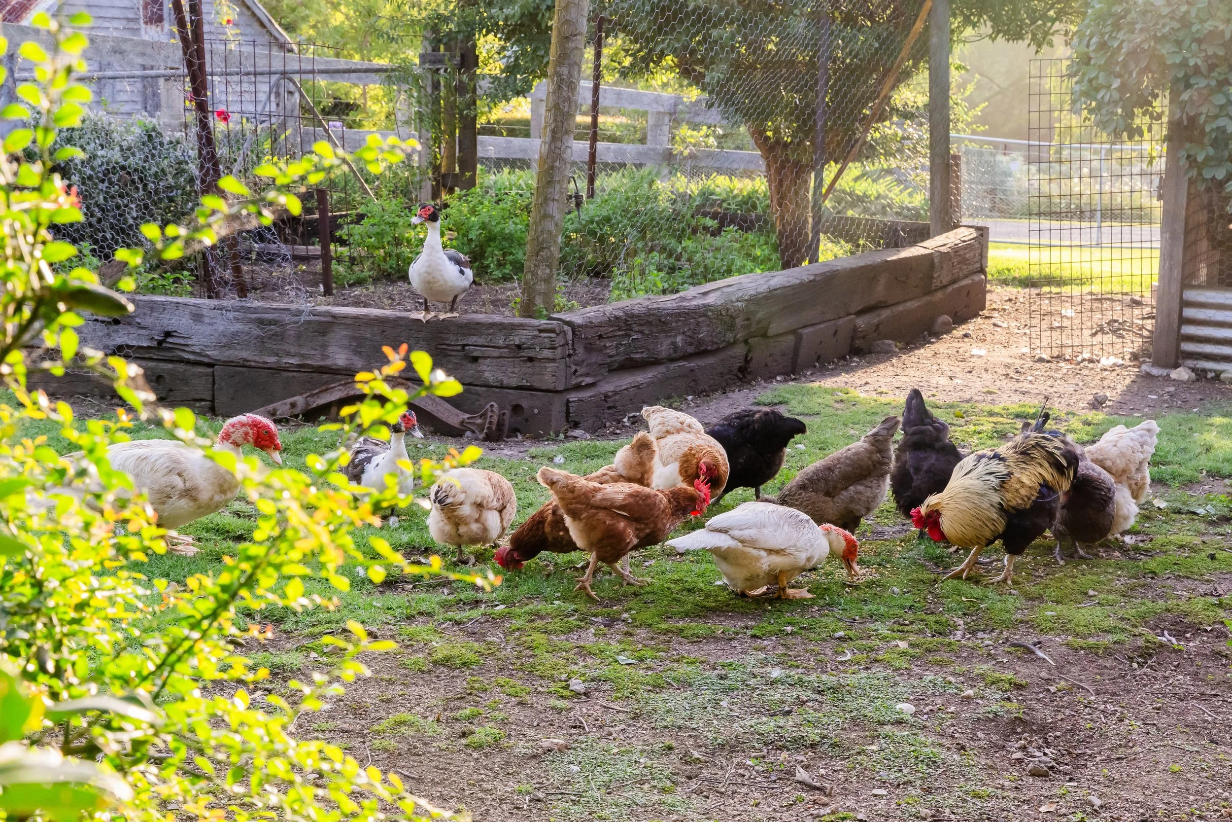 chickens jan 2026.jpeg