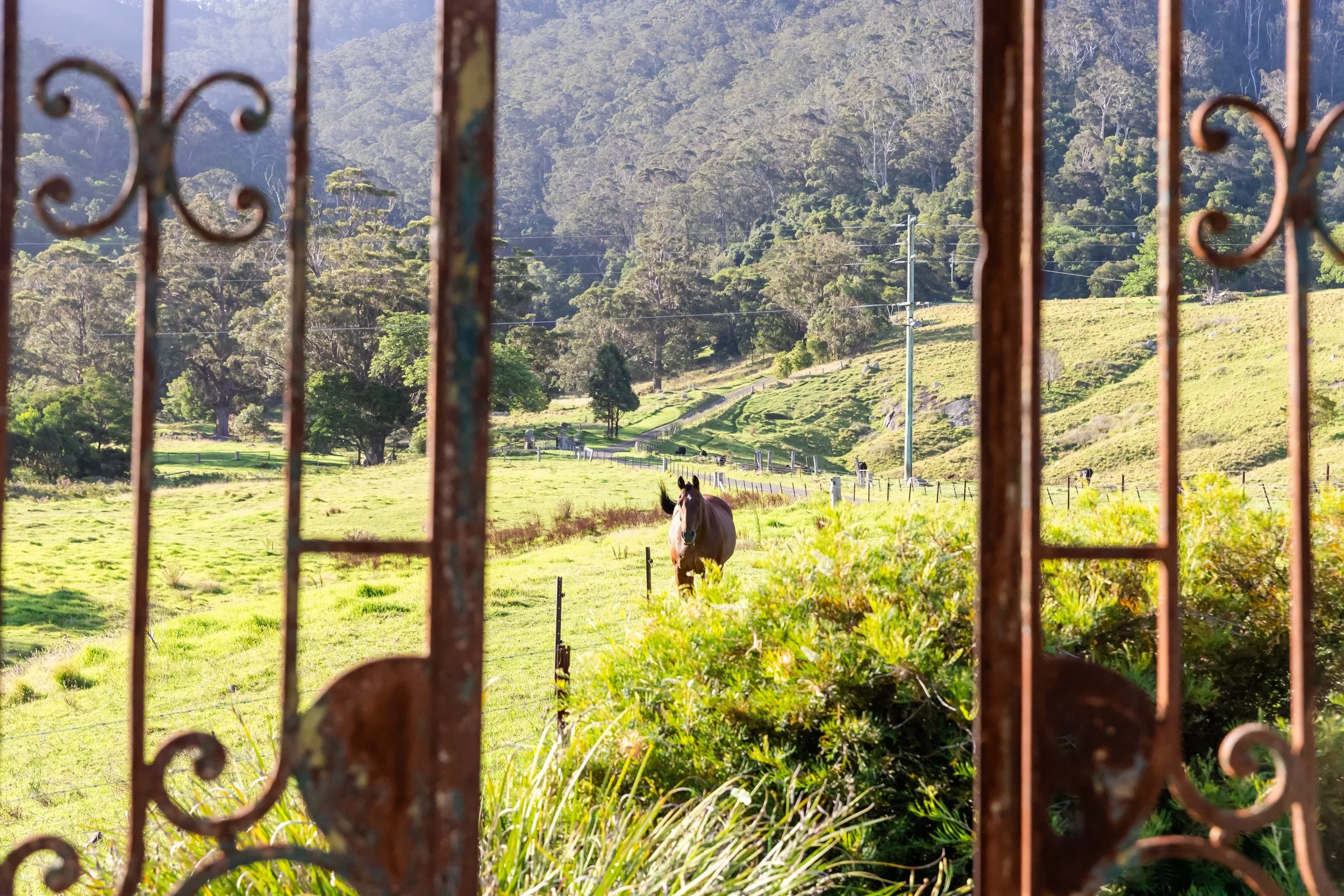 gates and horses.jpeg