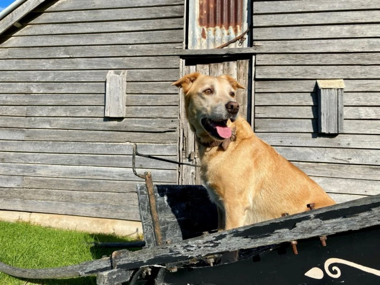 Mountain View Farm pet friendly.jpg