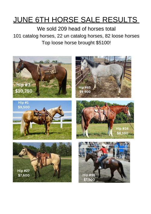 Corsica Horse Sales