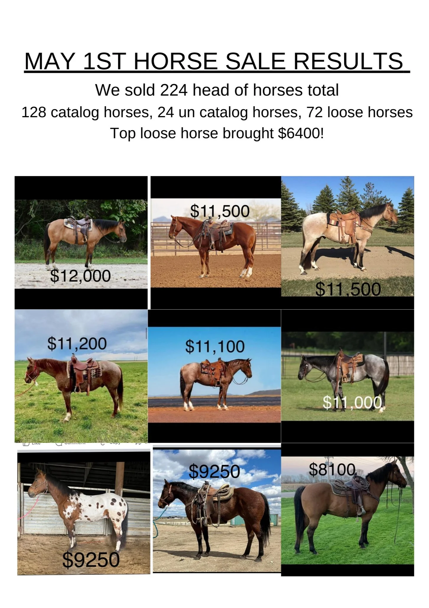 Corsica Horse Sales