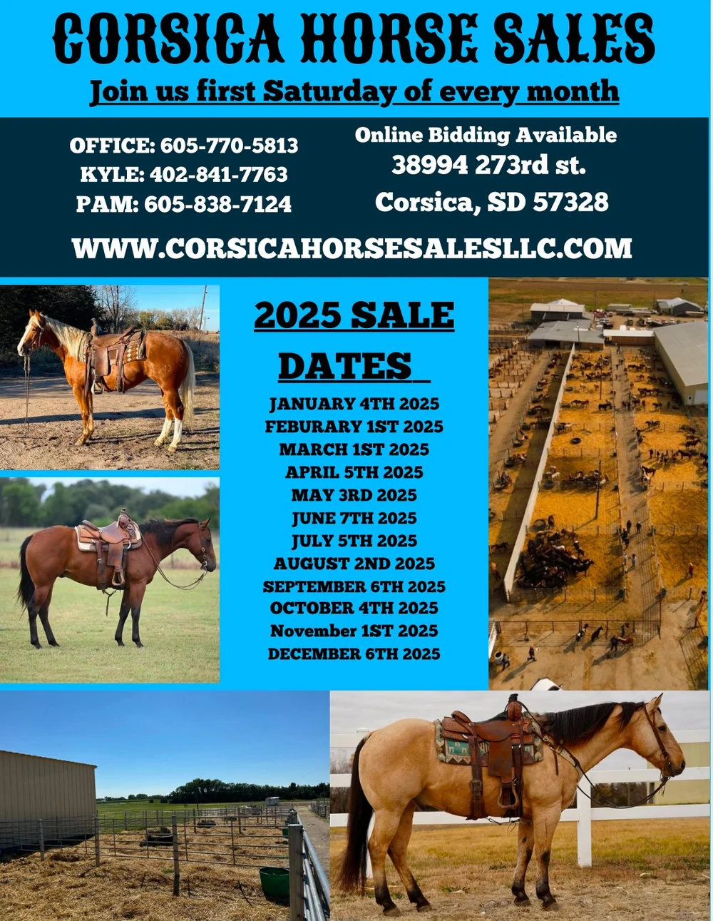 Corsica Horse Sales