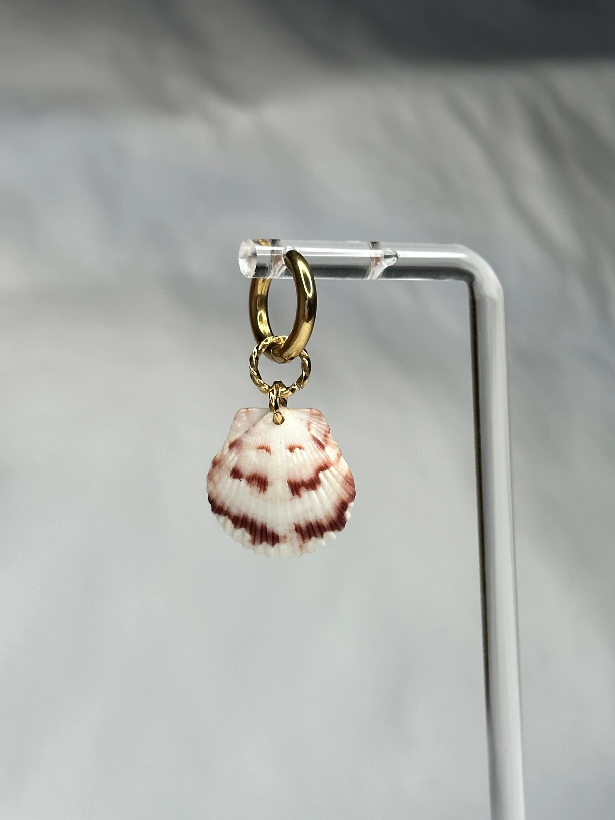 Assorted Calico Scallop Shell Hoop Earrings