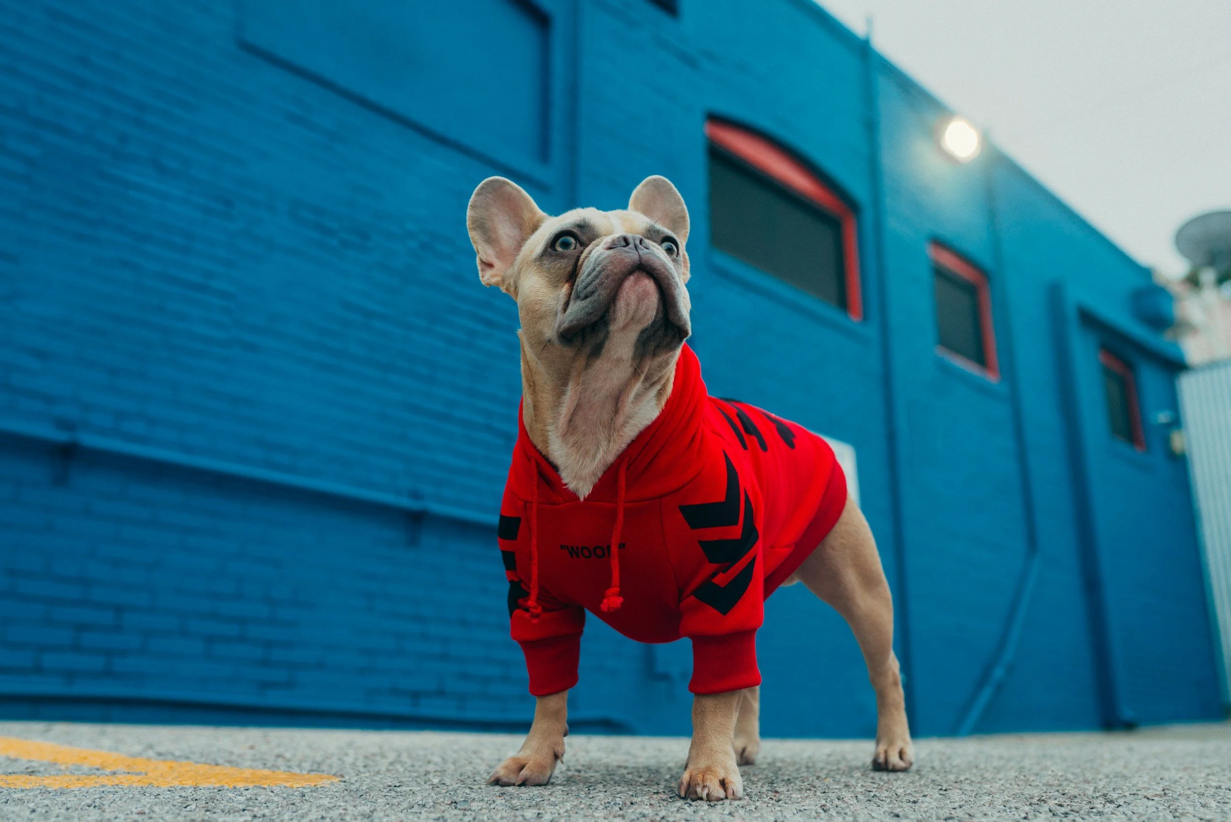 A French Bulldog wearing a red hoodie with black designs standing outdoors in front of a blue building.