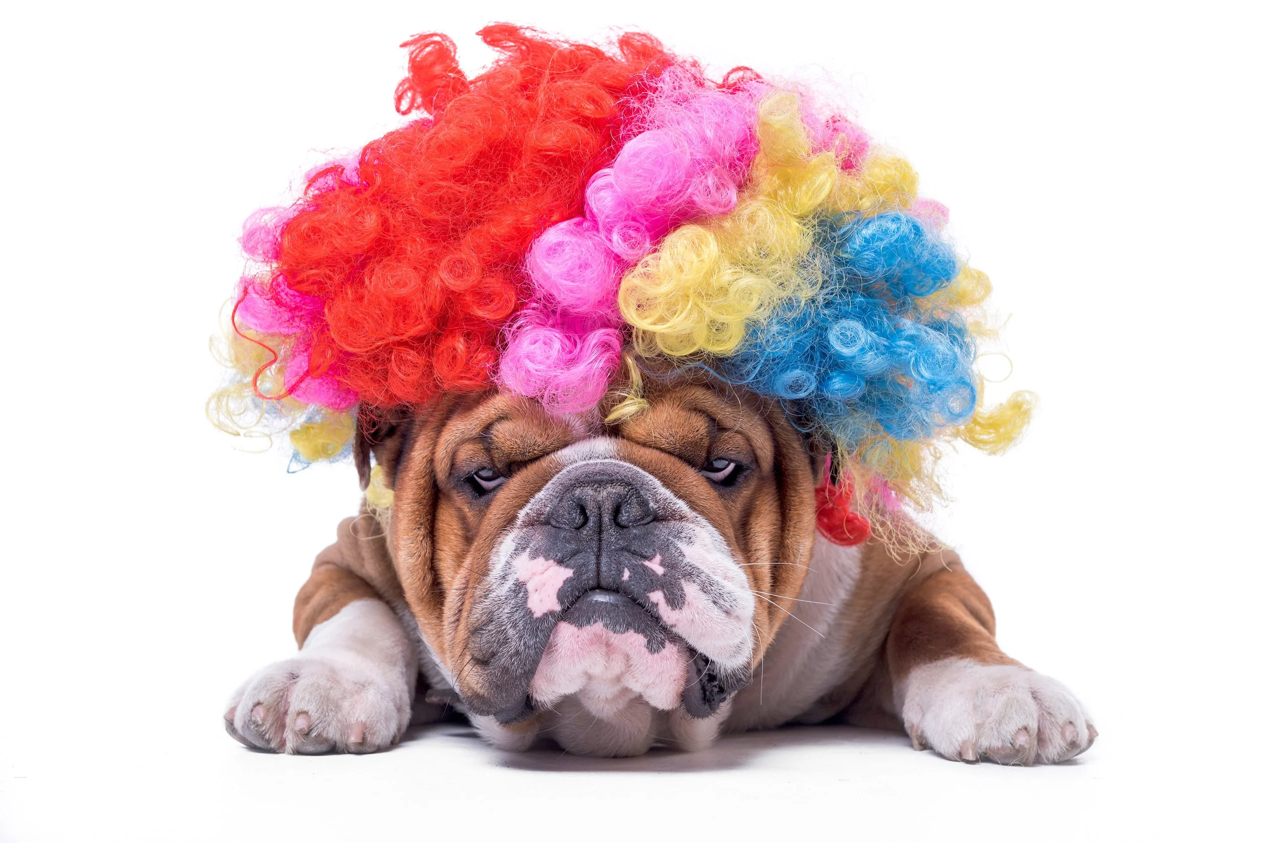 A bulldog wearing a colorful curly clown wig with red, pink, yellow, and blue sections, lying down on a white background.