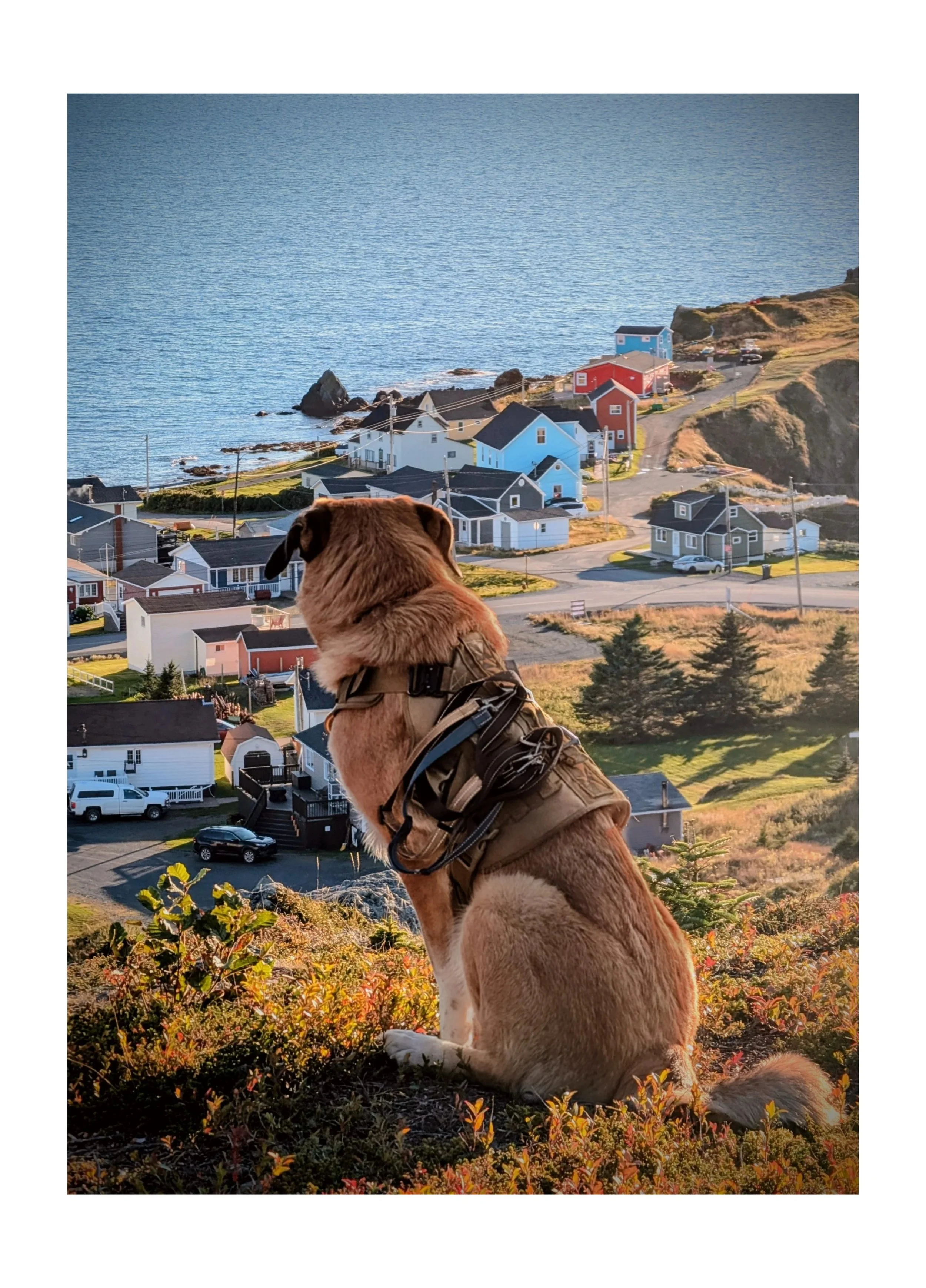 The "Paws & Profit" Checklist covers 25 specific write-offs for the pet industry.
You can download it here by clicking on the photo above.
Let’s keep more cash in the business this year. 🐶