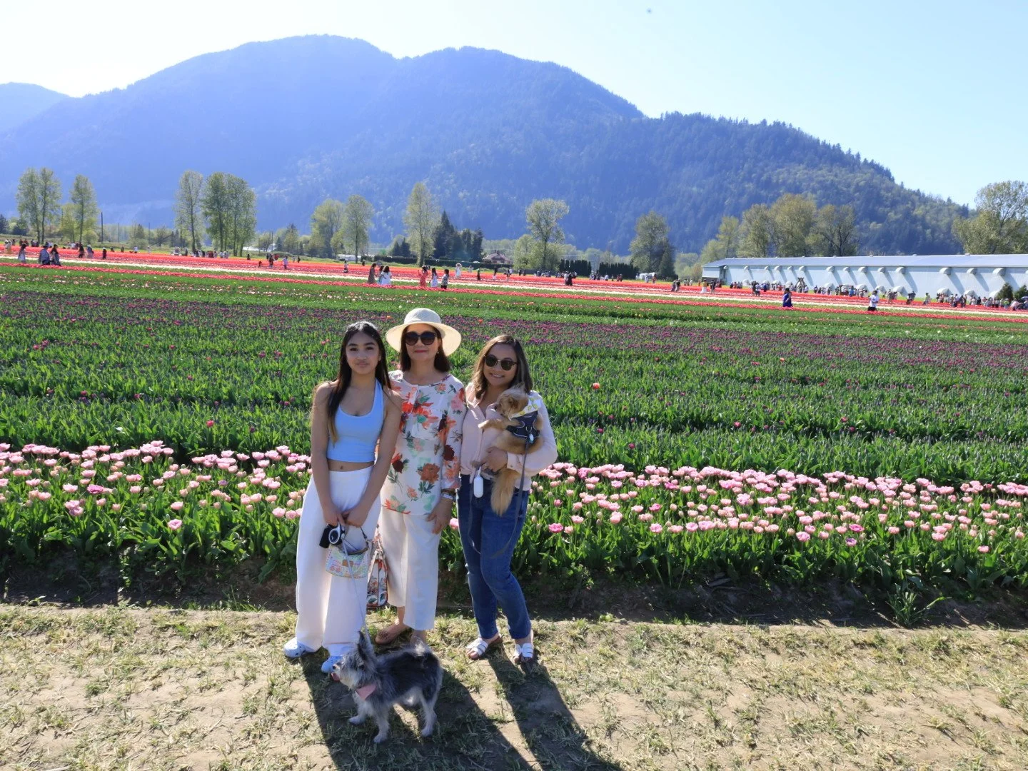 Three people posing in a field of blooming tulips with mountains in the background and a dog at their feet.