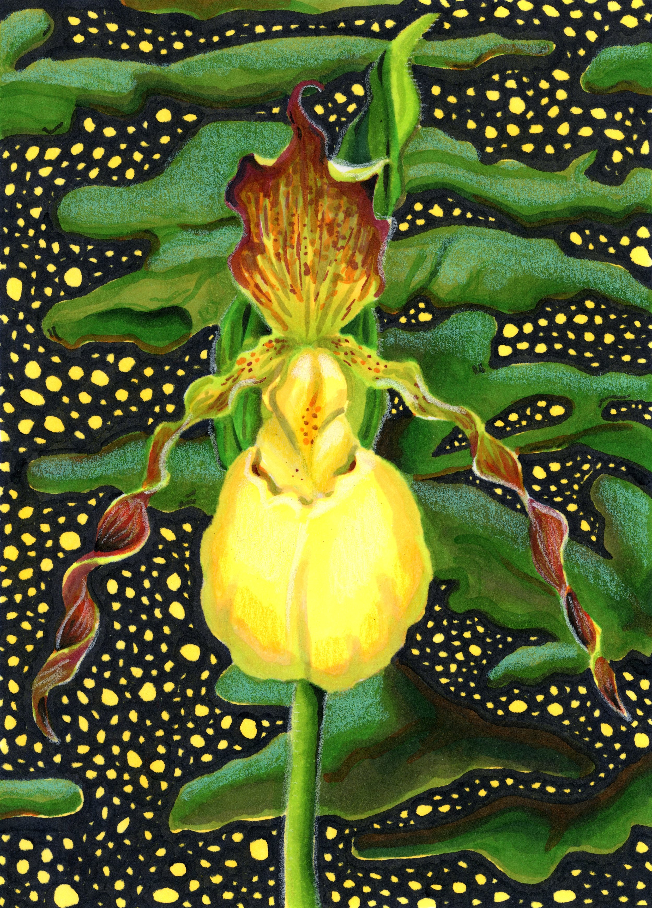 Yellow Lady’s Slipper, 5”x7” alcohol marker and colored pencil on paper, 2024