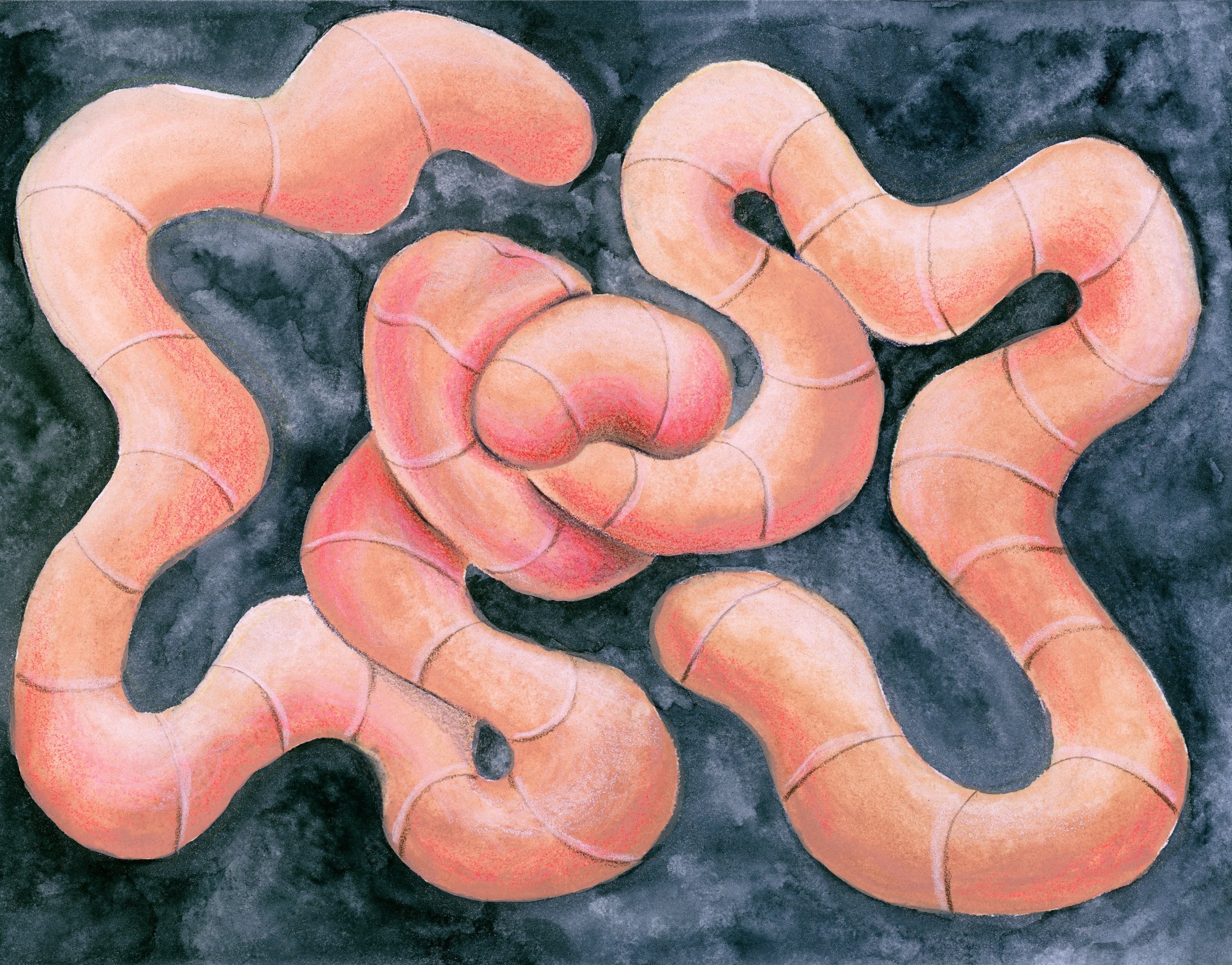 Knotted Worm, 9”x12” watercolor and colored pencil, 2025