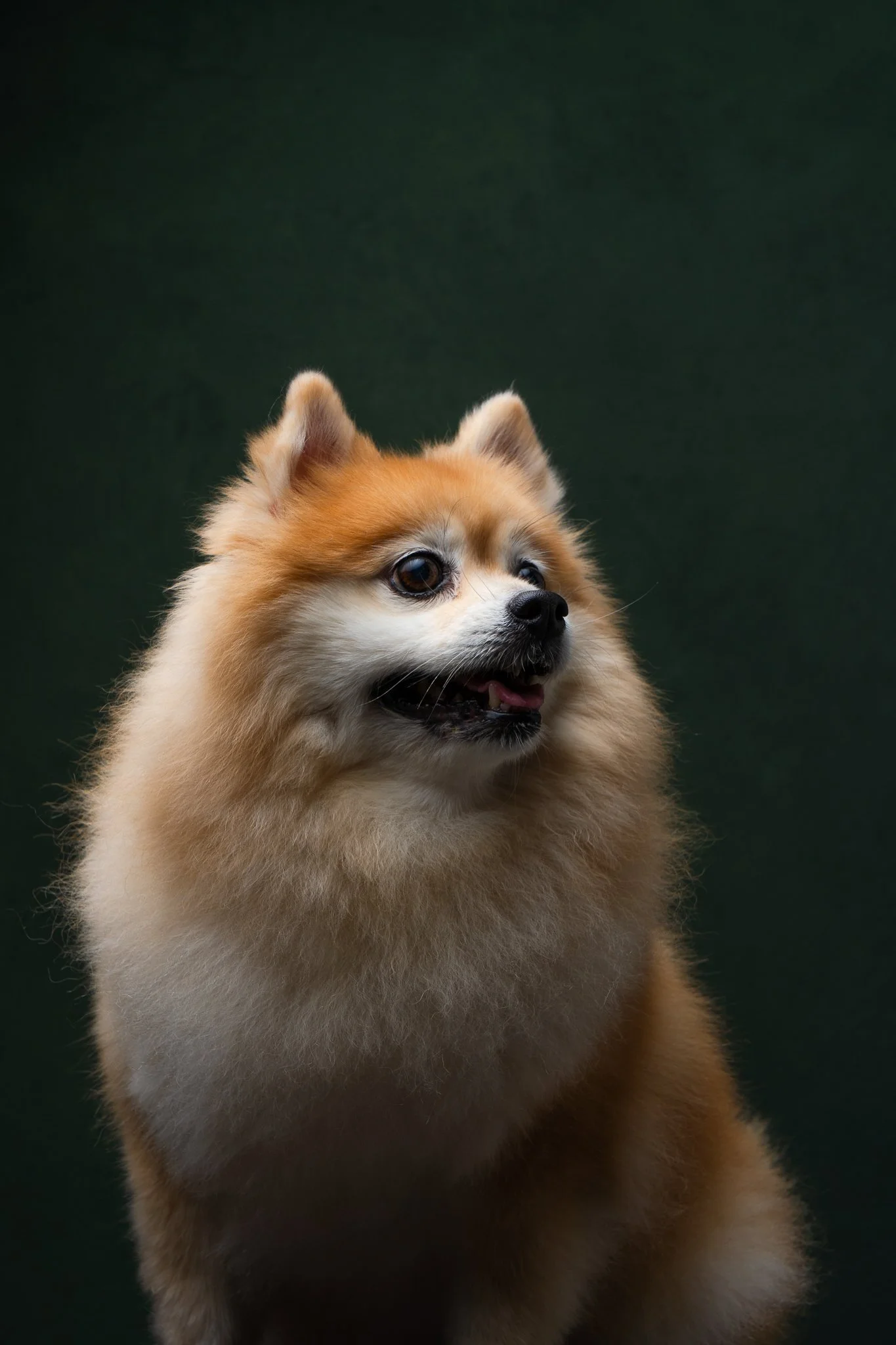 20240817_Ginger_by_FellyLoi_0042.jpg