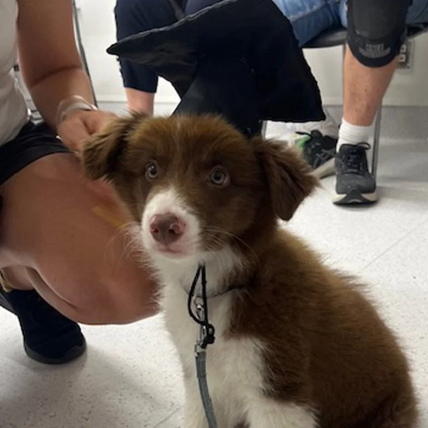 Puppy_preschool2.jpg