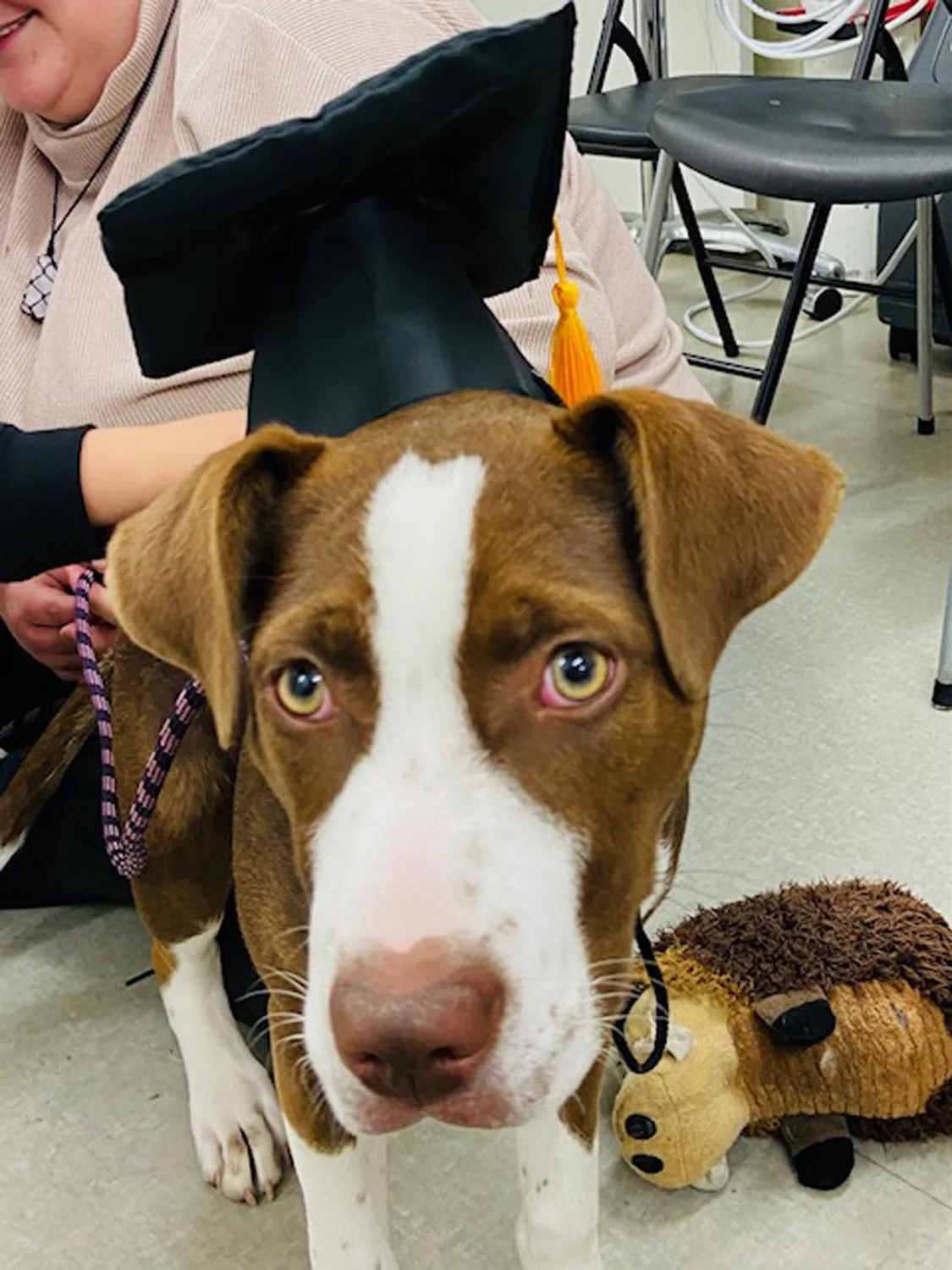Puppy_preschool1.jpg