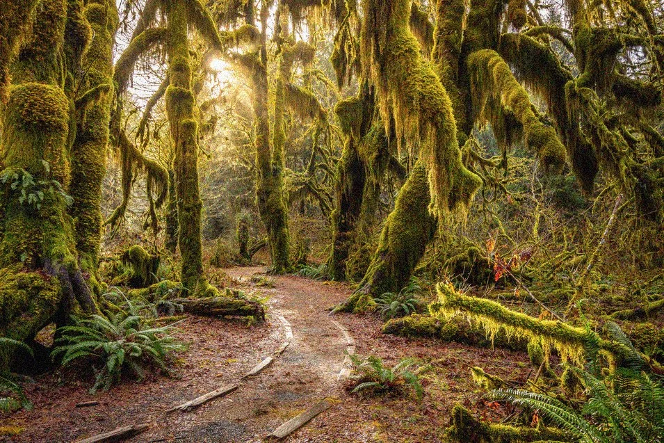 Olympic National Park Washington elopement rainforest landscape