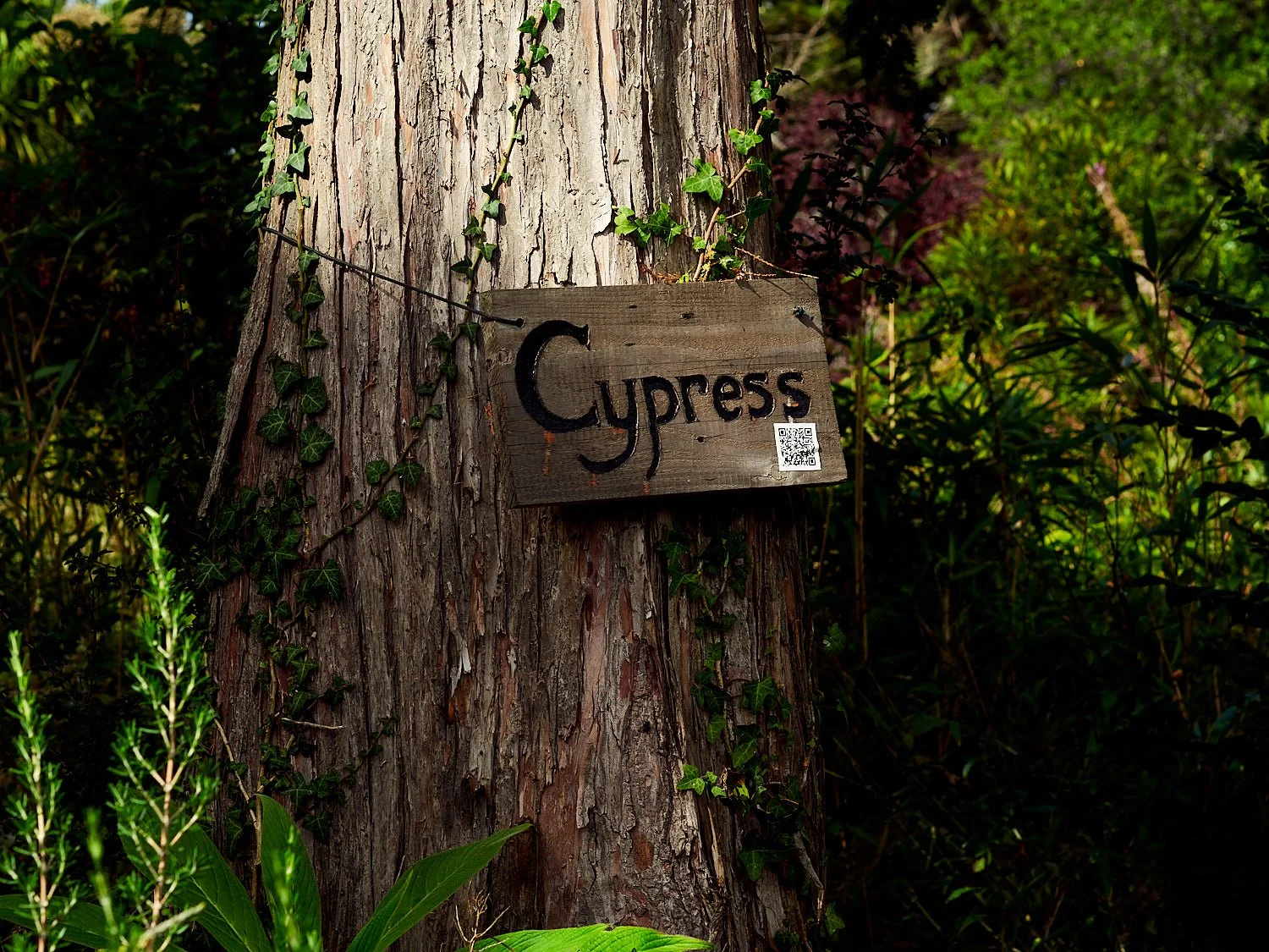 So now trees have QR codes? It's a tree identification trail.