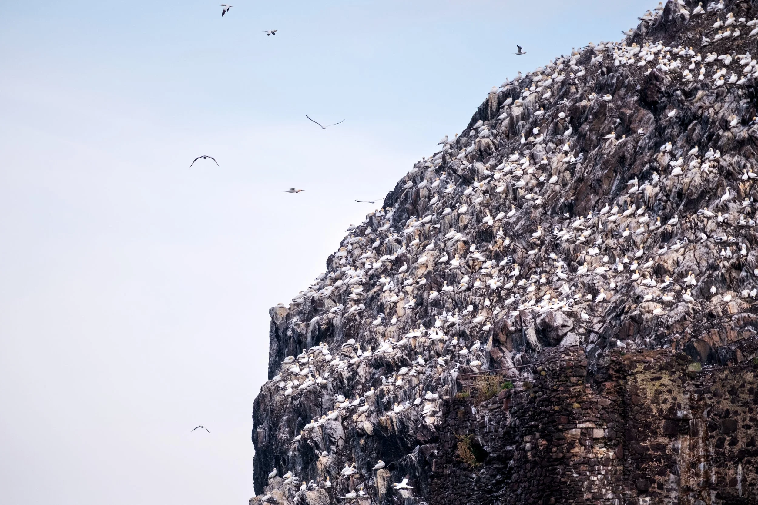 Northern Gannets